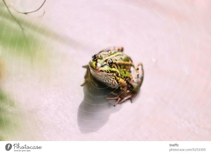 ein Frosch [2000] Froschprinz Teichfrosch Reptil Amphibien neugierig Neugier Traumprinz cool mutig Mut Blick interessiert aufmerksam begegnen grün Wasserfrosch