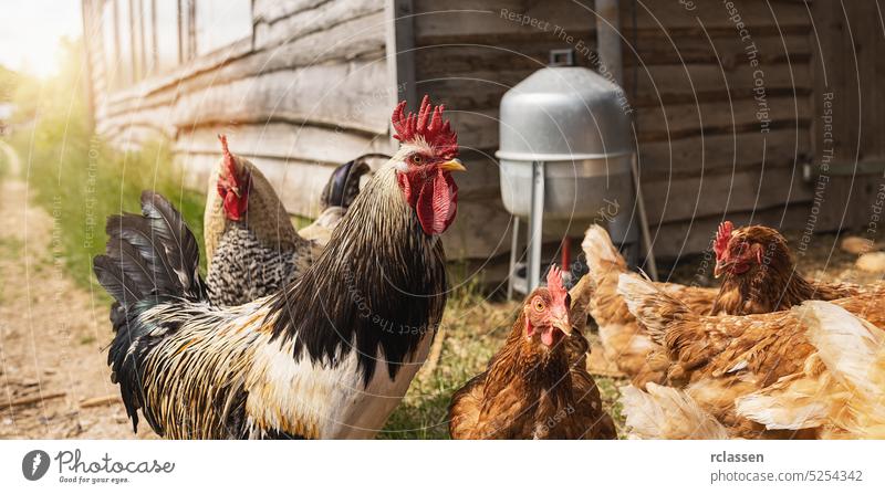 Hahn in einer Gruppe von Hühnern auf einem Biohof, mit Wasserspender an einem sonnigen Tag Ei Industrie Biobauer wild Bauernhof Ambitus außerhalb Ostern