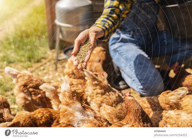 glückliche Hühner essen Lebensmittel Hand Getreide Bio-Bauernhof Ei Ecologic Bio Eimer außerhalb Inszenierung bewachen Mais Futter Frau Landwirtschaft Arbeit