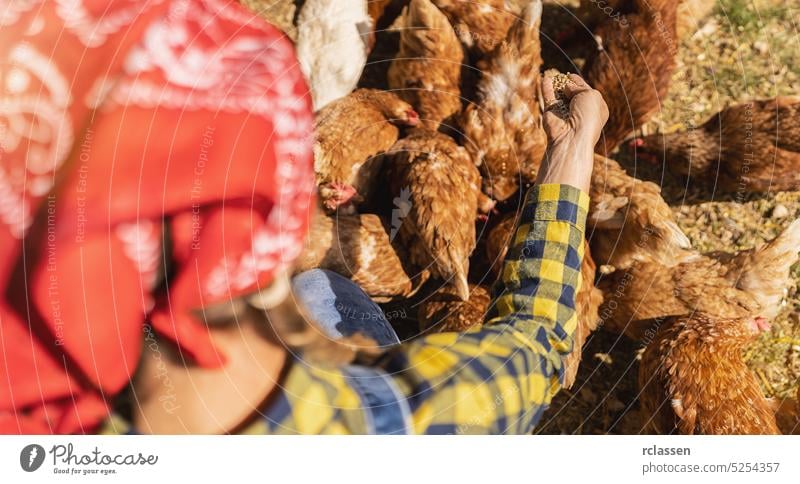 Bauer Frau halten Lebensmittel für die Fütterung von Hühnern in der Farm. lokale Tiere Bauernhof Landwirtschaft Ackerland Konzept Bild außerhalb Inszenierung