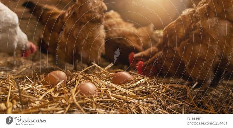 Henne mit Eiern in einem Hühnerstall in einer Gruppe von Hühnern auf einem Biohof. Hühner im Hühnerstall. Hühnereier im Hühnerstall. Hühnerfarm in Deutschland
