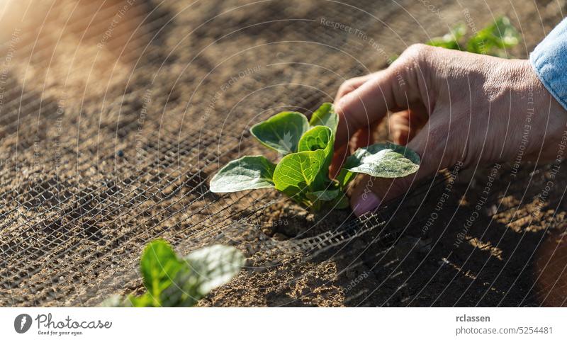 Landwirt Hand setzen junge Kohl Sämling in den Boden zu pflanzen. Gartenarbeit und hausgemachte Lebensmittel Konzept Bild. Analyse Schutz Netz Gemüse organisch