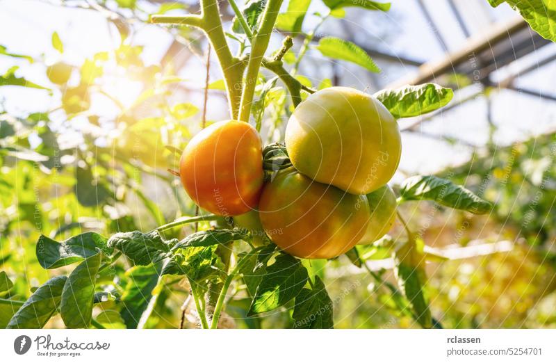 Schöne Tomatenpflanze auf einem Zweig im Gewächshaus im Vordergrund, flache Tiefe des Feldes, Kopierraum, Bio-Tomaten Sommer Landwirt Garten grün Bauernhof