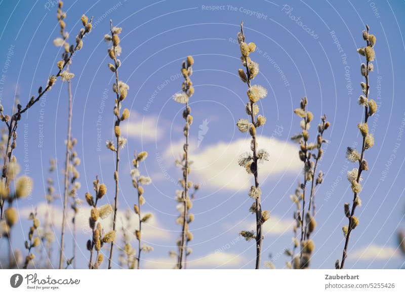 Weidenkätzchen strecken sich in den blauen Himmel mit einzelnen weißen Wolken Frühling Ostern fröhlich sonnig Natur Pflanze Blüte Zweig Freude