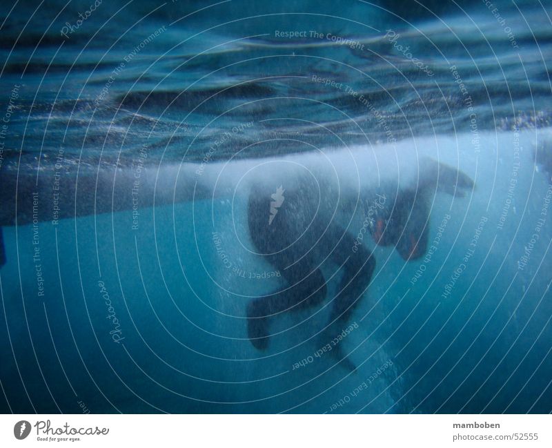 JumpIn tauchen Schnorcheln Meer Wellen Gischt Neopren Wassersport Unterwasseraufnahme Fuß Mensch Schwimmen & Baden