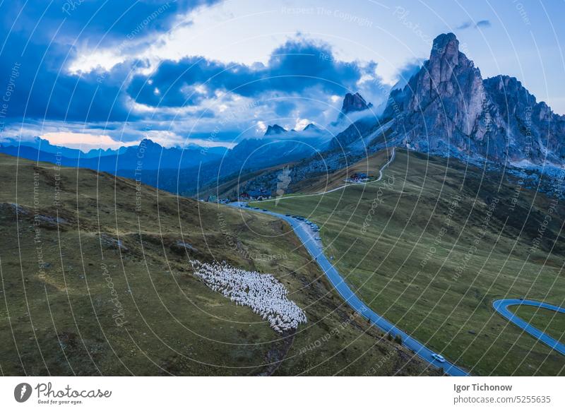 Luftaufnahme einer weidenden Schafherde auf dem Passo Giau. Eines der beliebtesten Reiseziele in den Dolomiten, Italien Stein giau reisen passo alpin