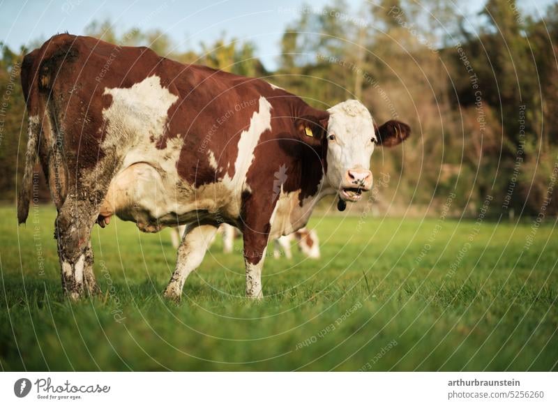 Braun gefleckte Kuh grast auf der Wiese am Morgen mit Blick in die Kamera Kuhherde Kuhfell Kuhweide Kuhfleck Tier Tiergesicht Tierliebe tierwelt tierlieb tiere
