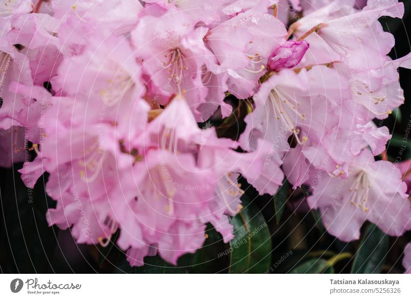 Blütenpracht Rhododendron principis ist ein immergrüner, 2 bis 6 m hoher Strauch mit ledrigen Blättern und rosa Blüten rhododendron purpur Wladyslaw Lokietek