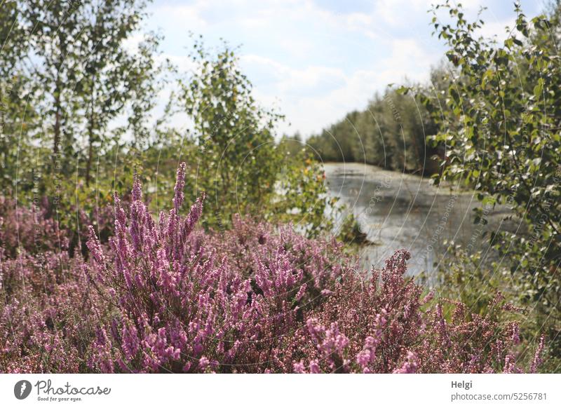 Heideblüte im Moor, im Hintergrund ein Moorsee und Birken Besenheide Rehdener Geestmoor Moorlandschaft Baum Strauch Landschaft Natur Sommer schönes Wetter