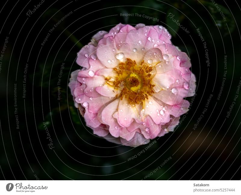 Form und Farben der blühenden Sea Anemones Rosen Roséwein Blume Blütenblatt Blütezeit Garten Blatt Pflanze Natur Rosenblätter geblümt Flora Rosette Gartenarbeit