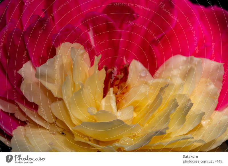 Zarte zweifarbige Blütenblätter der Fugetsu-Rose als Naturhintergrund Roséwein Blütenblatt filigran Blume Flora geblümt Pflanze gul gulab Makro Pastell