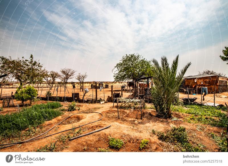 oase beeindruckend authentisch einfaches leben Armut Ferne Leben Damaraland Afrika Namibia Garten Pflanze Nahrung besonders Ferien & Urlaub & Reisen Fernweh