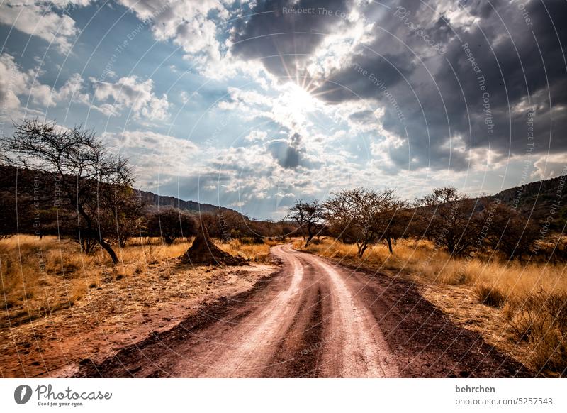 wildes namibia Gegenlicht Sonne Wolken Waterberg Afrika Namibia Landschaft Fernweh Himmel Wege & Pfade Ferien & Urlaub & Reisen Ferne Baum Wärme besonders