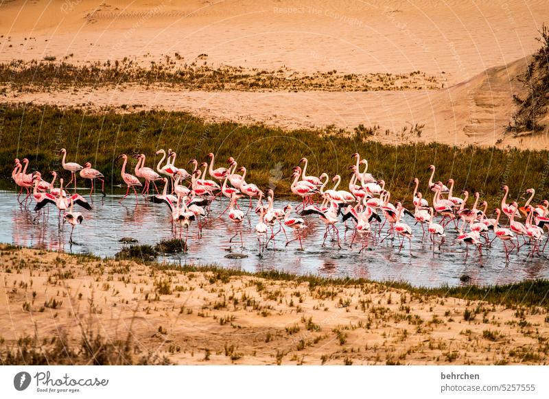 badewetter traumhaft träumen sandwich harbour sanddüne Dünen Swakopmund besonders Walvisbay beeindruckend Landschaft Farbfoto Abenteuer Freiheit Natur