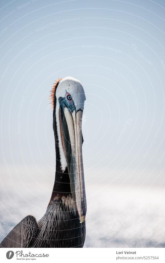 Porträt eines Pelikans Vogel Tierporträt Farbfoto Wildtier Feder Natur Wildvogel Tierwelt Schnabel Nahaufnahme Tiergesicht Pelikan-Auge schön