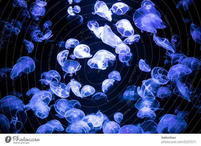 gruppenkuscheln leuchten fluoreszierend Unterwasserwelt elegant ästhetisch Qualle Aquarium Unterwasseraufnahme Natur Tier Wasser Meer Wildtier Schwimmen & Baden