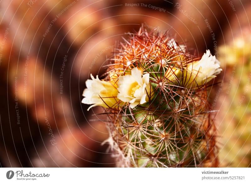 Blüten des Marienkäferkaktus Kaktus Blume Goldspitzen-Kaktus gelb Flora braun Mammilaria elongata Überstrahlung Stachel Hintergrund Nahaufnahme Sukkulente