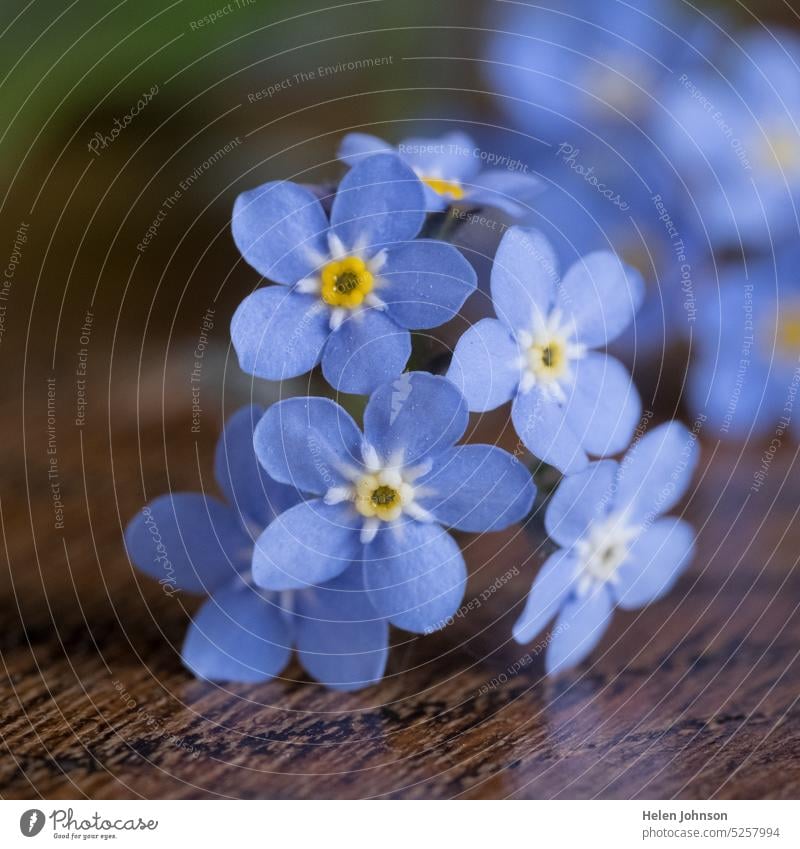 Vergissmeinnicht-Blume geblümt Blumen Vergißmeinnicht blaue Blume Frühling Frühlingsblume Frühlingsblumen filigran Wunder Blüte April erinnern Blümchen