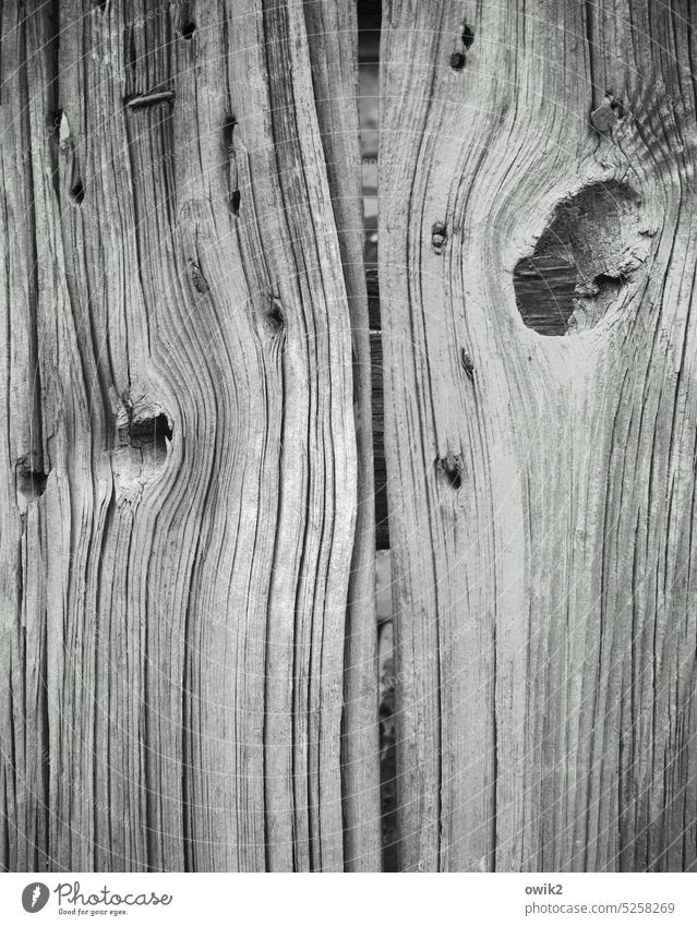 Geht sein' Gang Totholz Riss Baum Holz Natur Oberfläche Stamm robust Material Baumstumpf Schwarzweißfoto Menschenleer Maserung alt knorrig Baumstamm rustikal