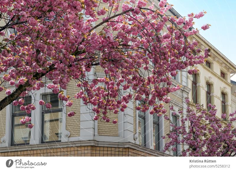 kirschblüten und altbau architektur haus gebäude fassade historisch kirschbaum frühling blühen rosa jahreszeit frühjahr zierkirschen urban stadt straße