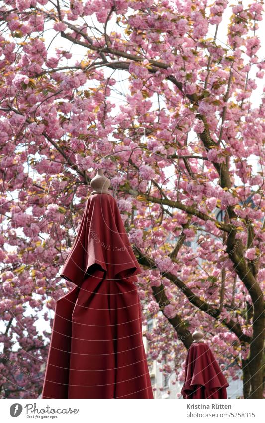 sonnenschirme und kirschblüten kirschbaum frühling blühen rosa jahreszeit frühjahr zierkirschen