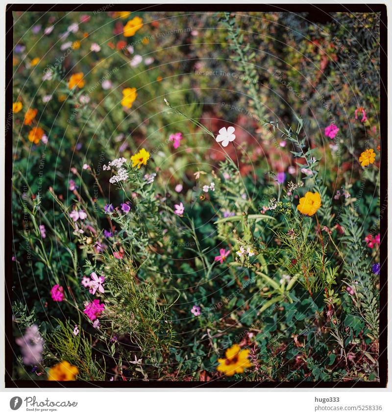 Blumen Doppelbelichtung 2 Natur Wildpflanze Blühend Blüte Garten Frühlingsgefühle Sommer hasselblad Mittelformat Film analog 6x6 120 Rollfilm Pflanze Farbfoto