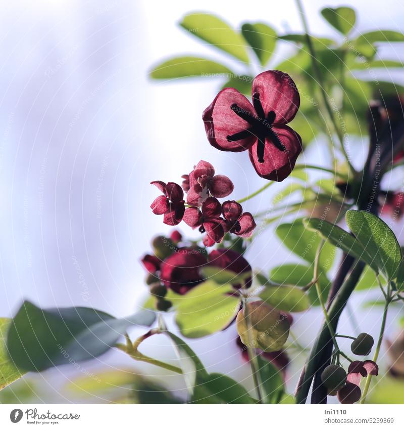 Klettergurke Zierpflanze Kletterpflanze Akebie quinata Schokoladenwein Blüten duftend weiblich purpurfarben männlich rosa Blätter fingerblättrig