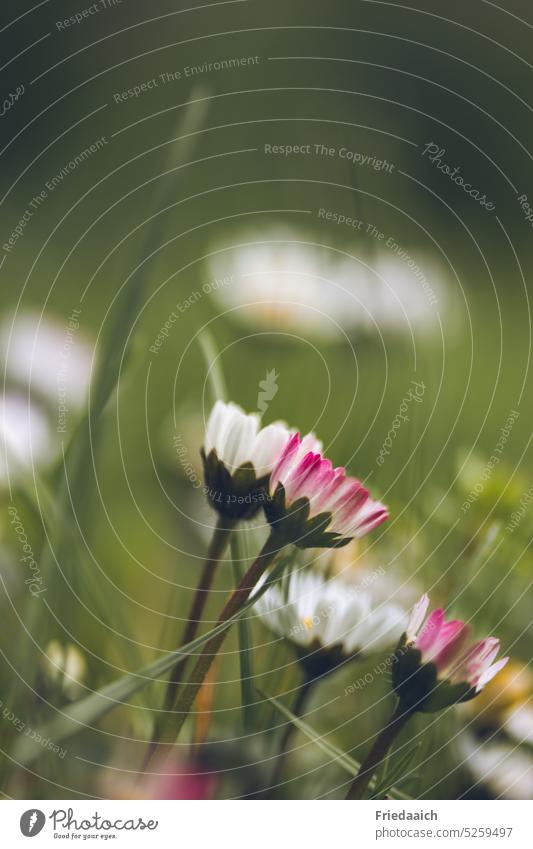 Gänseblümchen aus der Froschperspektive Wiese Wiesenblume Blumenwiese Gras Natur Blühend Nahaufnahme Frühling grün Blüte weiß rosa zart klein Wildpflanze schön