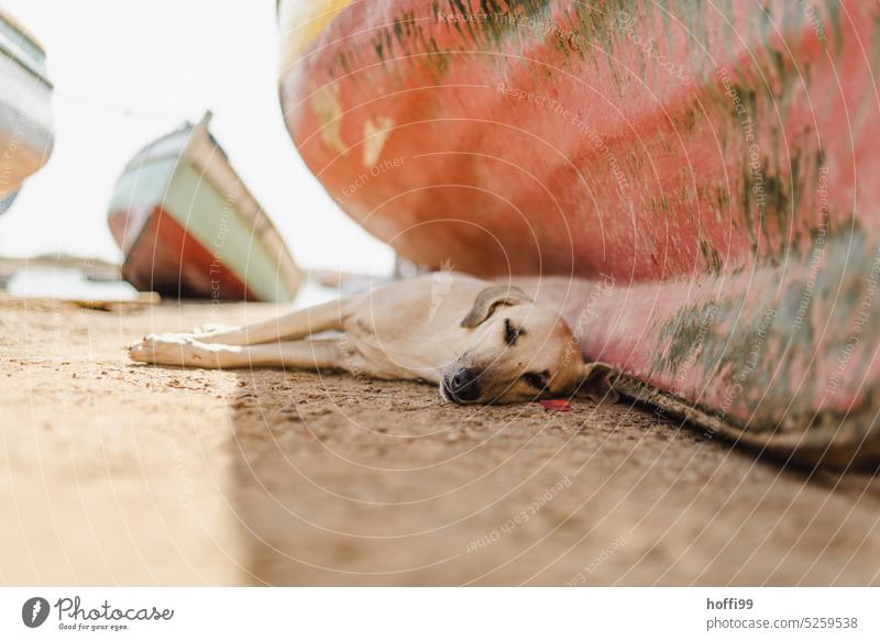 Ein Hund ruht sich zur Mittagszeit im Schatten eines Bootes aus schlafen Sommer Erholung Haustier geschlossene Augen Tierporträt träumen Windstille friedlich