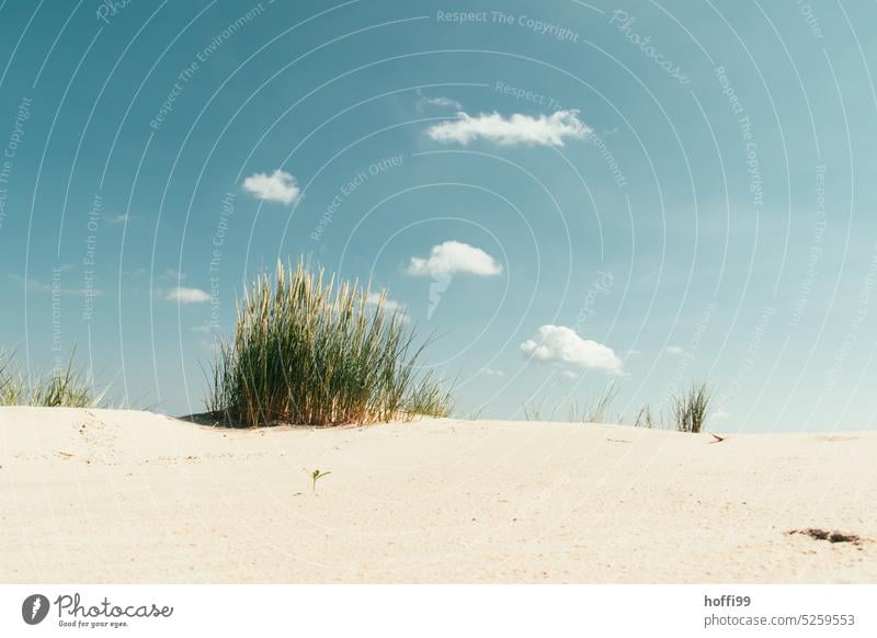 Strandhafer auf einer Sanddüne vor blauem Himmel mit kleinen geweißten Wölkchen Sanddünen Dünengras wolkener himmel Strang Sommer Sonne Sonnenschein Landschaft