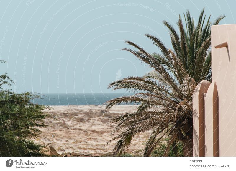 Palmen am Strand mit Blick aufs Meer Hitze Sommer Sonnenlicht heiß brennende Sonne trocken Trockenheit Wärme Hitzewelle Küste Wüste Palmenwedel Palmenzweige
