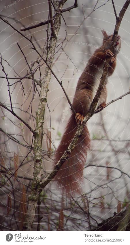 Eichhörnchen leckt Birke Birkensaft Saft rot Fell braun Klettern festhalten Durst Tier niedlich Nagetiere Tag Säugetier buschig Pfoten Baum Ast Niederlassungen