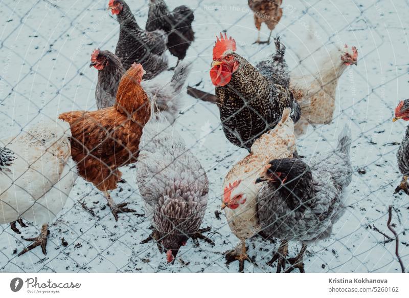 Hühner hinter dem Zaun. Nahaufnahme eines Haushuhns auf einem Bauernhof. Industrielle Hühner für die Eierproduktion. Hühner beim Füttern. Hähnchen Tier Vogel