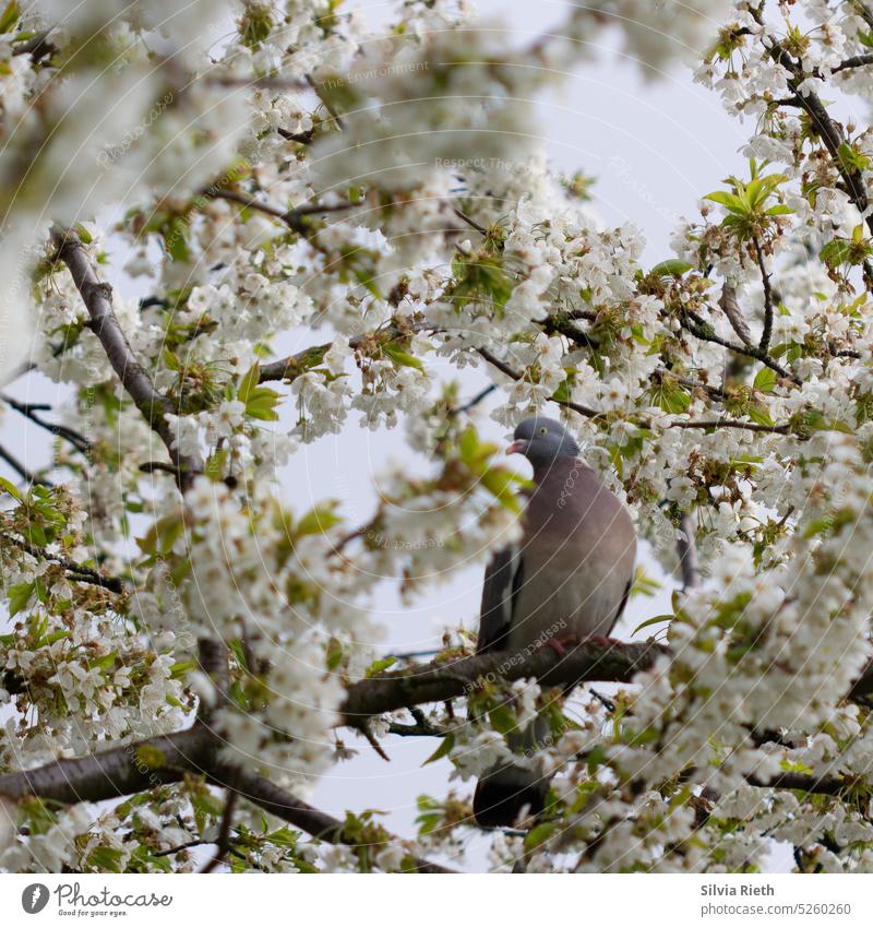 Eine Taube sitzt in einem blühenden Kirschbaum Vogel fliegen Himmel Tier Außenaufnahme Farbfoto Menschenleer Natur Kirschblüten Blüte Frühling Baum Blühend Duft