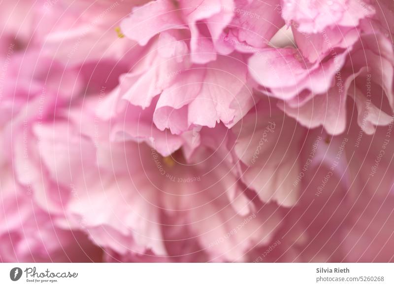 rosafarbene Zierkirschblüten in Nahaufnahme pink rosa Hintergrund Blüte Frühling Natur Blühend Blume Pflanze natürlich schön Farbfoto Garten Blütenblatt zart