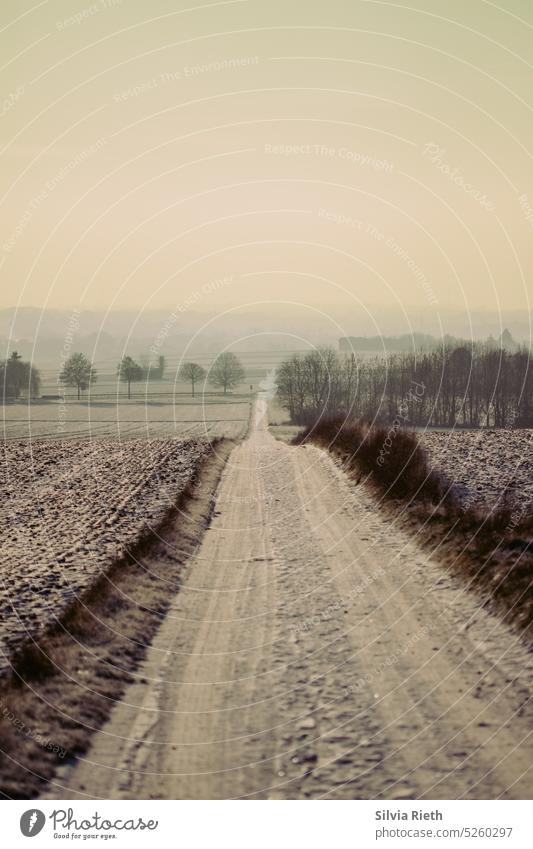 winterlicher Landwirtschaftsweg führt gradlinig durch das Bild Winter Wege & Pfade Außenaufnahme Menschenleer Natur Landschaft Umwelt Baum Farbfoto Wald Tag