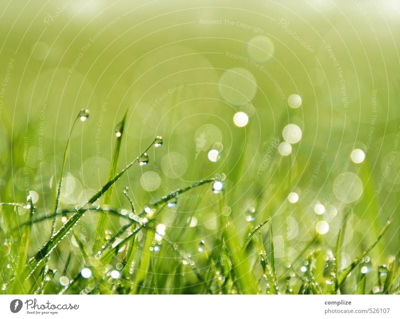 saftige Wiese Garten Umwelt Natur Pflanze Urelemente Wasser Wassertropfen Sonne Klima Schönes Wetter Regen Gras Sträucher Grünpflanze Park Feld glänzend Halm