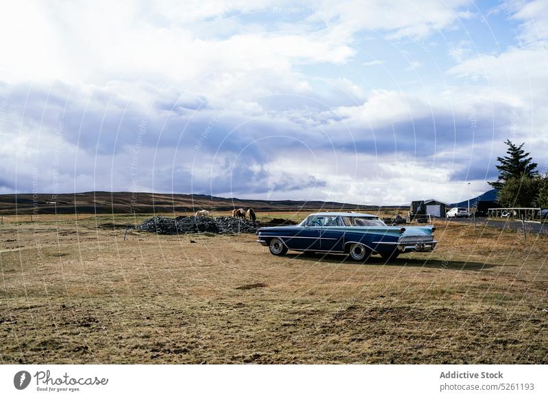 Oldtimer geparkt auf grasbewachsenem Feld in der Nähe von Pferden PKW Wiese Landschaft retro Natur Tier Fahrzeug altehrwürdig ländlich wolkig Island Reinrassig