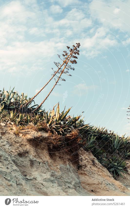 Baum wächst am Berghang Hügel wolkig Himmel Pflanze Natur Landschaft Wetter tagsüber Sizilien Italien Wachstum Gelände vegetieren dünn Aloe bedeckt Hochland