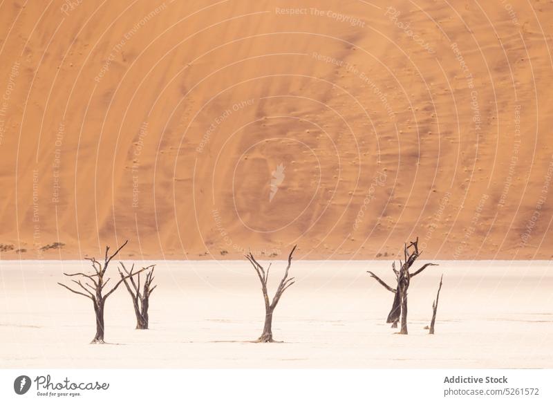 Blattlose tote Bäume in der Wüste trocken Baum wüst Riss Klima trocknen rau Landschaft erwärmen heiß dramatisch Dürre Natur Boden laublos Erosion Sand Unbewohnt