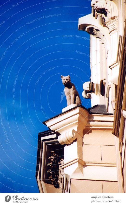 Kitty watch Katze Jugendstil Lettland Riga Himmel Statue gebaude blue blau sky cat Architektur