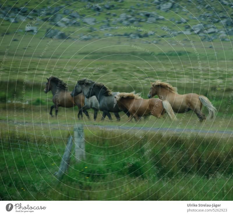 galoppierende Islandpferde Pferde isländisch Tier Galopp Wiese Weide Bewegung grün braun wild Landschaft im Freien frei Freiheit ländlich Herde Pferdeherde