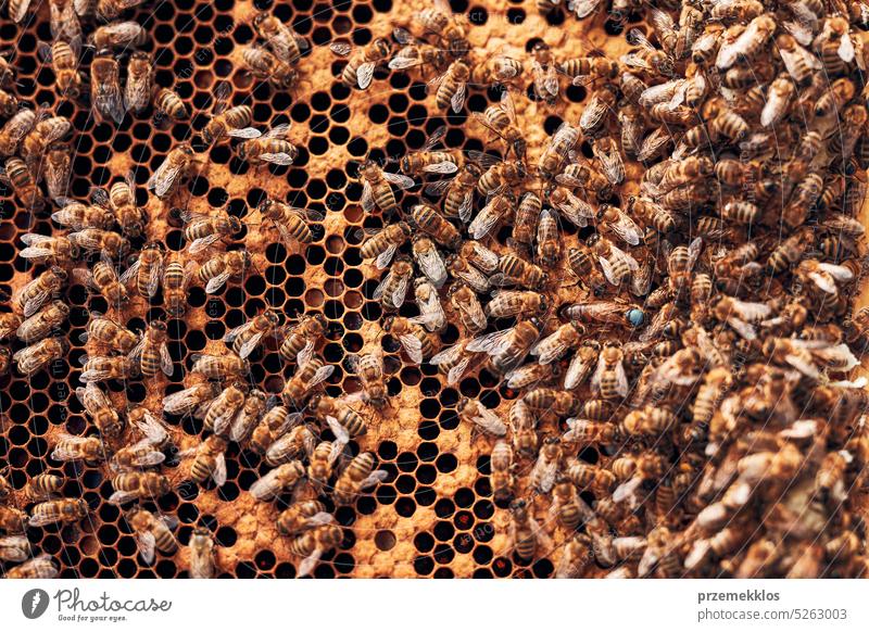 Imker bei der Arbeit im Bienenstock. Entnahme der Honigwaben aus dem Bienenstock mit Bienen auf den Waben. Erntezeit im Bienenstock Kolonie Liebling Bienenkorb