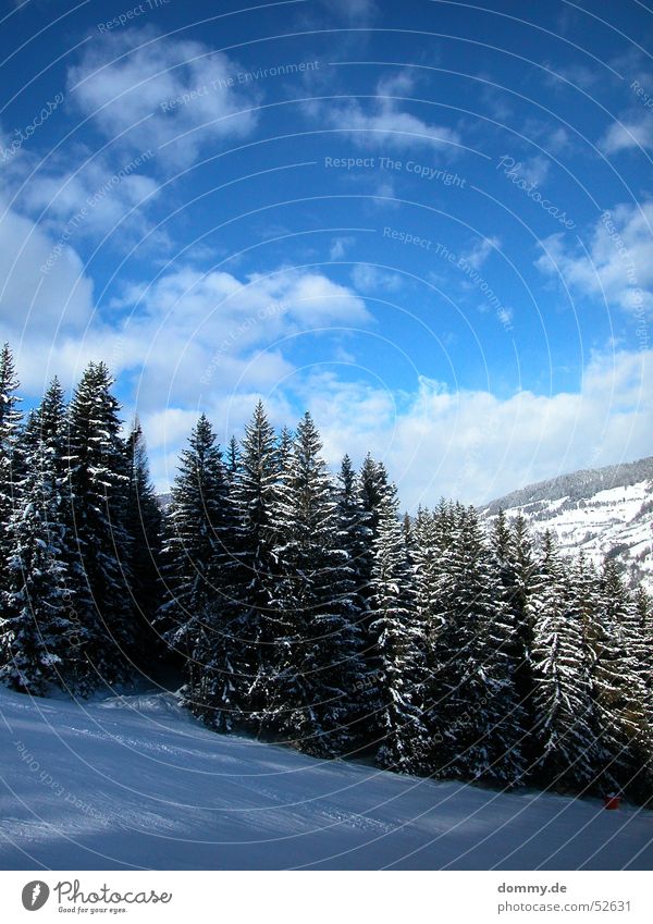 skiheil Skier fahren weiß Wolken steil Tanne Baum Österreich Bundesland Steiermark Berg Kreischberg blau Himmel Sonne Skipiste Schnee
