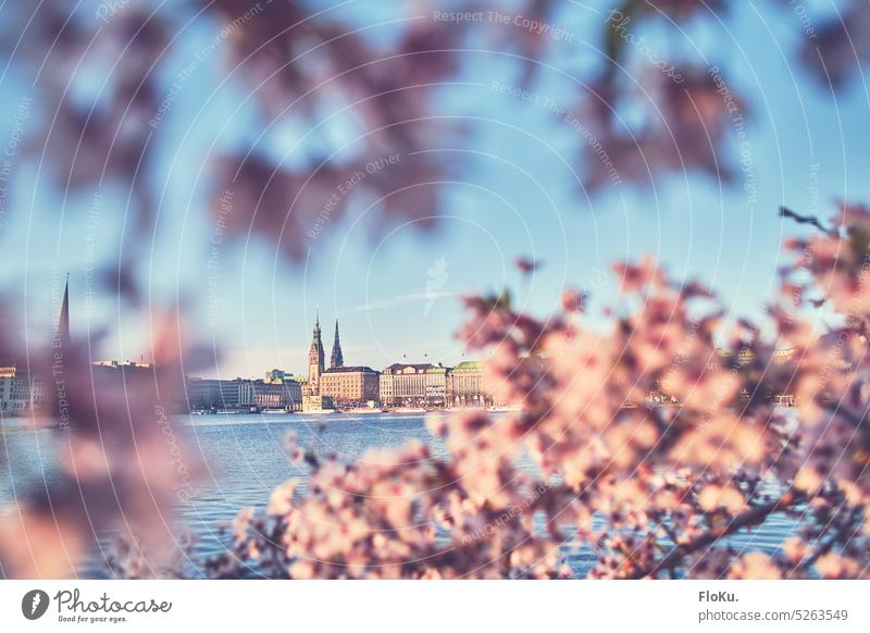 Kirschblüten an der Hamburger Binnenalster Kirsche Alster binnelaster Stadt Hafenstadt Hamburger Rathaus Sehenswürdigkeit Außenaufnahme Menschenleer Wahrzeichen