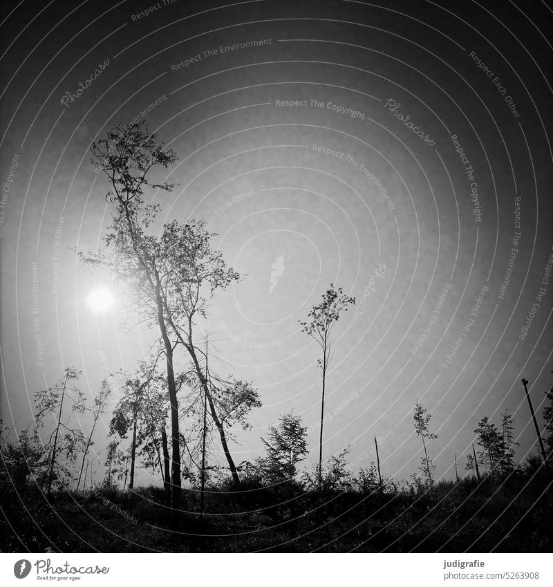 Im Harz Wald Waldsterben Baum Natur Umwelt Klima Klimawandel Umweltschutz Quadrat Schwarzweißfoto Himmel Bäume Landschaft Forst Forstwirtschaft Gegenlicht