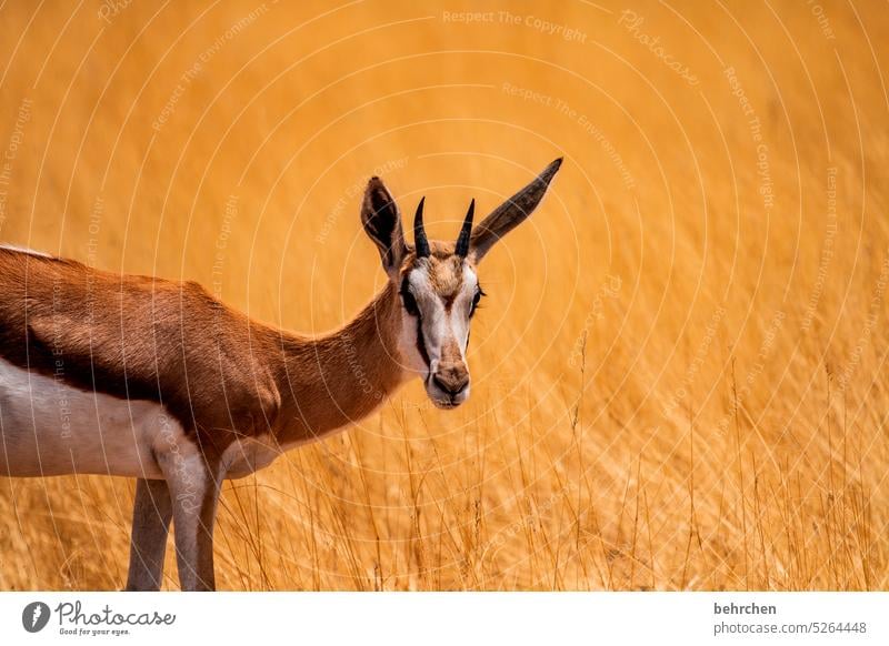 spring ins feld Tierliebe Tierschutz Trockenheit Savanne Gras beeindruckend besonders Landschaft Ferien & Urlaub & Reisen Natur Freiheit Abenteuer Farbfoto