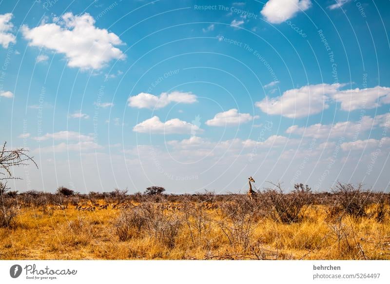 wildes namibia weite Trockenheit fantastisch Tierschutz Wildtier Wildnis Giraffe außergewöhnlich Safari Natur Landschaft etosha national park Etosha Afrika