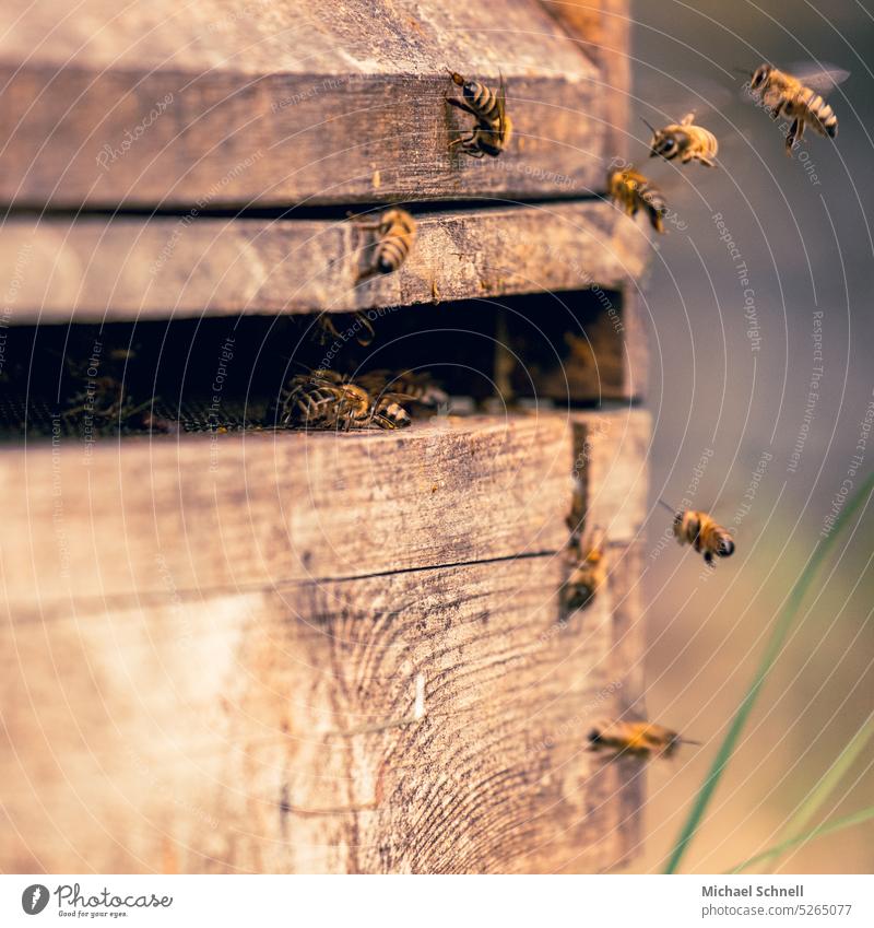 Honigbienen an einer Bienenbeute Bienenstock Imker Insekt Bienenzucht Natur natürlich Kolonie Wabe Imkerei Gesundheit Lebensmittel fleißig arbeitsam Zarge