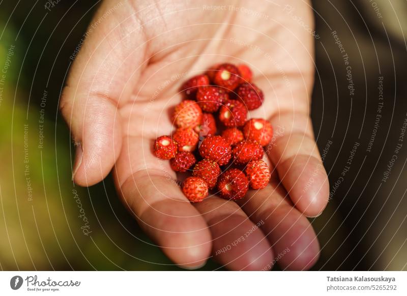 Eine Handvoll reifer roter frischer Walderdbeeren in der Hand eines Mannes. Fragaria vesca, gemeinhin Walderdbeere, Walderdbeere, Alpenerdbeere, Karpatenerdbeere oder Europäische Erdbeere genannt